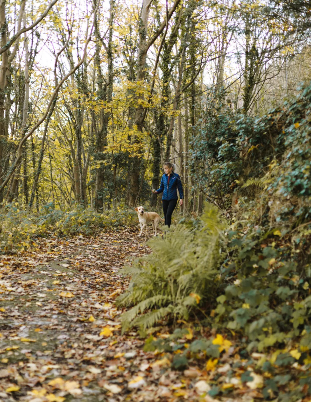 A person leisurely walks a dog along a peaceful tree-lined pathway, surrounded by greenery and nature. The relaxed pace and open space evoke a sense of harmony and shared enjoyment for both pet and owner.