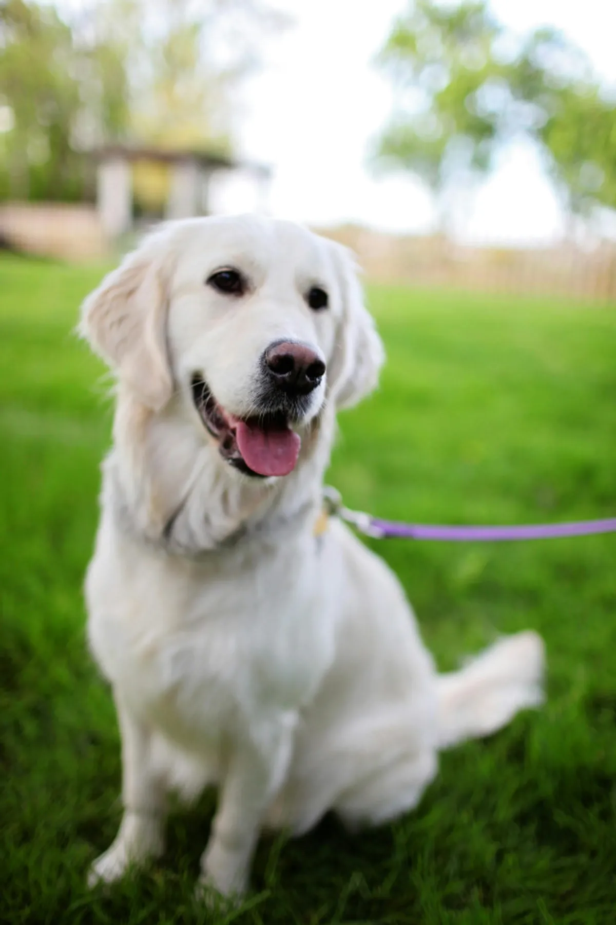A cheerful Golden Retriever stands on a lush green lawn, radiating joy and energy. The open grass hints at a spacious yard where pets and families can play and relax together in the fresh air.